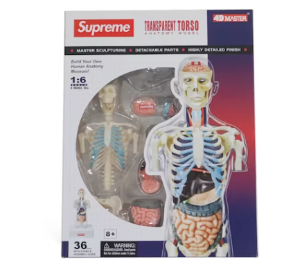 Supreme Male Anatomy Model Clear