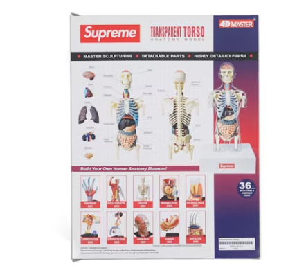 Supreme Male Anatomy Model Clear