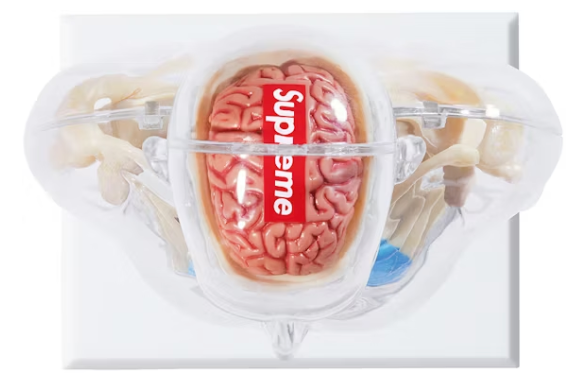 Supreme Male Anatomy Model Clear